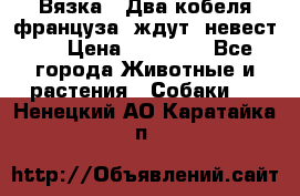 Вязка ! Два кобеля француза ,ждут  невест.. › Цена ­ 11 000 - Все города Животные и растения » Собаки   . Ненецкий АО,Каратайка п.